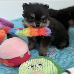 Joy - Black and tan female Pomeranian puppy in Newport Beach, California from Exotic City Pomeranians and chihuahuas