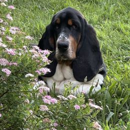 Mick - Basset Hound