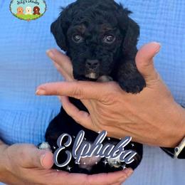 Goldendoodle Puppies from JoZy's Doodles