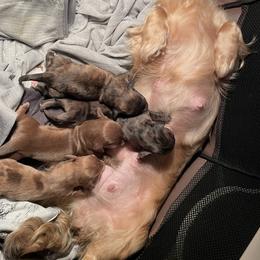 Dachshund Puppies from M.H.P Dachshunds