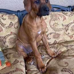 Rhodesian Ridgeback Puppies from Heritage Rhodesian Ridgebacks