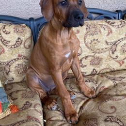 Rhodesian Ridgeback Puppies from Heritage Rhodesian Ridgebacks