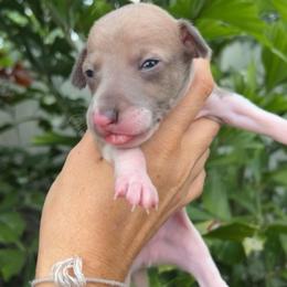 Love Bug - White and blue fawn male Italian Greyhound puppy in Southwest Florida, Florida from Woofford Italian Greyhounds