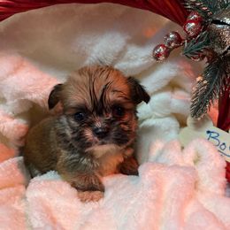 AKC Mason - Fawn brindle male Pekingese puppy in Elgin, South Carolina from Silver Bells Paw Prints