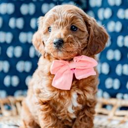 Miranda Lambert - Red  female Goldendoodle puppy in Lumberton, Mississippi from SouthernDoodlebug/ Utah Doodlebug