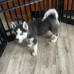 Onyx boy 3 - Black and white male Siberian Husky puppy in Ocala, Florida from Florida Husky Puppies