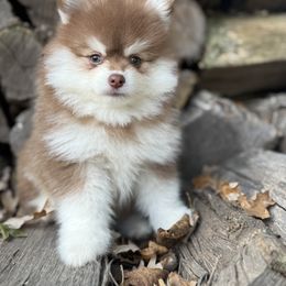 Rusty - Chocolate male Pomsky puppy in Staples, Minnesota from Ritzy Puppies