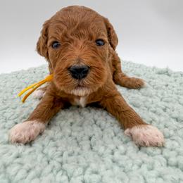 Milk Dud - Red  female Goldendoodle puppy in Sunman, Indiana from Brunsman Country Doodles LLC