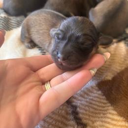 Girl 2 - Cream female Dachshund puppy in Cottonwood, Arizona from JuniperWood Dachshunds
