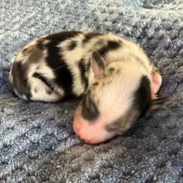 Bandit - Blue merle male Miniature American Shepherd puppy in Milton Freewater, Oregon from Sparkling Cross Toy & Mini Aussies