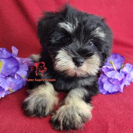 Boy 2 - male Miniature Schnauzer puppy in Fairhope, Alabama from Puppy Sugars Kennels