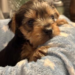 Duke - Black and gold male Yorkshire Terrier puppy in Charleston, West Virginia from Mountain State Puppies