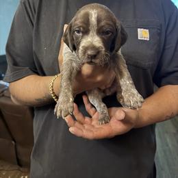 Jackie - Liver roan female German Shorthaired Pointer puppy in Eagle Pass, Texas from Rockin’ RMB