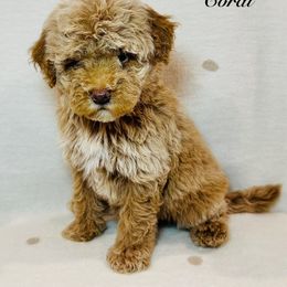 Coral - Cream female Poodle puppy in Ohio from Moore Doodles