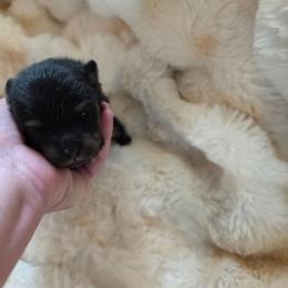Puppy 1 - Black and tan male Pomeranian puppy in Lebanon, Indiana from Duran's Huskies and Pomeranians
