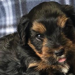 Boy 2 - Black and gold Yorkshire Terrier puppy in Marion, Indiana from Brandon's Yorkshire Terriers