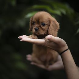Cavalier King Charles Spaniel and Golden Retriever Puppies from Tsarevich Goldens and Cavaliers