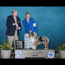 Miniature American Shepherds from MercyHills