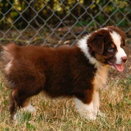 RTM 1 - Red tri-color male Australian Shepherd puppy in Rutledge, Tennessee from Kicking K Australian Shepherds