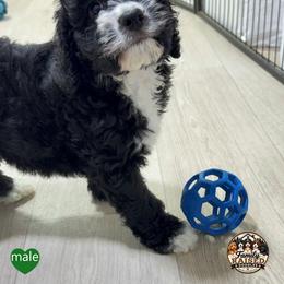 Mr Green - Black and white male Springerdoodle puppy in Kendall, New York from Family Raised Doodles