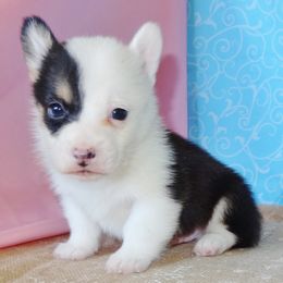 Australian Cattle Dog and Pembroke Welsh Corgi Puppies from Heelers in Texas