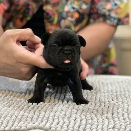 French Bulldog Puppies from Desert Madness Frenchies