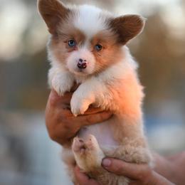 Jade - Blue merle and white female American Corgi puppy in Mariposa, California from Gem Coast Corgis