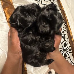 Shih Tzu Puppies from Small Breed Kennel