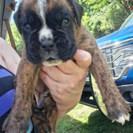 Light brindle boy - Brindle male Boxer puppy in Pikeville, Kentucky from Boxers of Whispered Wishes
