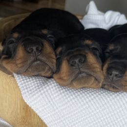 Dachshund Puppies from Little Legs Miniature Dachshunds