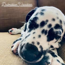Dalmatian puppies from Dalmatian Vacation