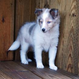 Casper - Blue eyes - AVAILABLE - Sable merle and white male Shetland Sheepdog puppy in Frazeysburg, Ohio from Mountain High Kennels
