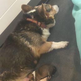 Bailey - Pembroke Welsh Corgi