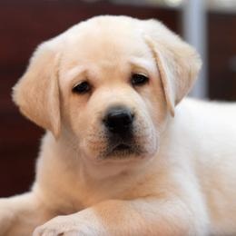 Labrador Retriever Puppies from BAK Forty Ranch