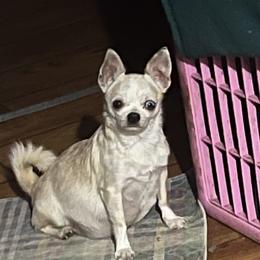 Maizy - Chihuahua
