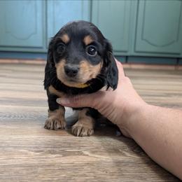 Corn Bread - Black and cream female Dachshund puppy in Spring Hope, North Carolina from Hogan’s Lowrider Hounds