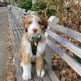 Aussiedoodle, Australian Shepherd, and Goldendoodle Puppies from Junipersdoodles