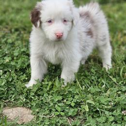 Rain - Red merle male Australian Shepherd puppy in Silex, Missouri from Small Town Australian Shepherds