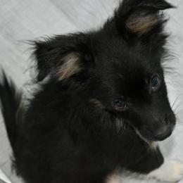 Sampson - Black tri male Miniature Australian Shepherd puppy in Norwood, Missouri from Looney Farm’s Toy & Mini Aussies