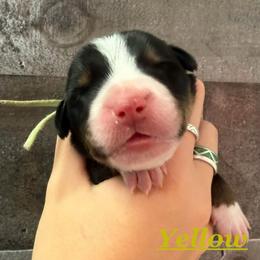 Yellow boy - Black, white and red male Greater Swiss Mountain Dog puppy in Hockessin, Delaware from Simply Swissies