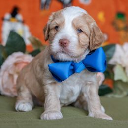 Blue Boy - Caramel male Australian Labradoodle puppy in Statesville, North Carolina from Rose Cottage Labradoodles
