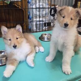 Collie puppies from Curtain Call Collies