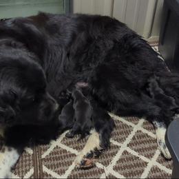 Male 3 - Black male Newfoundland puppy in Burfordville, Missouri from Umfleet Farms
