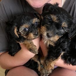 Bernedoodles, Bernese Mountain Dogs, Cockapoos, and Yorkipoos from Lost Coast Bernese Mountain Dogs