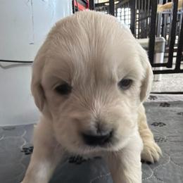 Red - Light golden male Golden Retriever puppy in Waterloo, Indiana from All 4 Paws of Pheasant Run