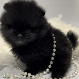 Pomeranian Puppies from Silver’s Reigning Heir Poms