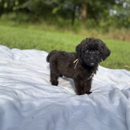 Verona - Sable female Poodle puppy in Allentown, Pennsylvania from Poodles Are Mixy