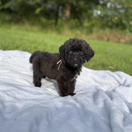 Verona - Sable female Poodle puppy in Allentown, Pennsylvania from Poodles Are Mixy