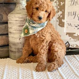 Aussiedoodle, Goldendoodle, Poodle, and Saint Berdoodle Puppies from Rocky Ridge Ranch