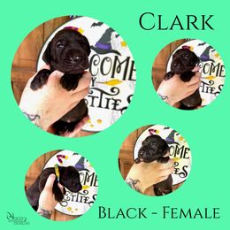 Clark - Black female Great Dane puppy in Longview, Texas from Noctua Kennels